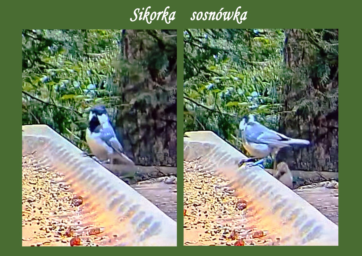 livebirdspoland_a63e70b9be05db8d8ebfbf7934d41d86.jpg