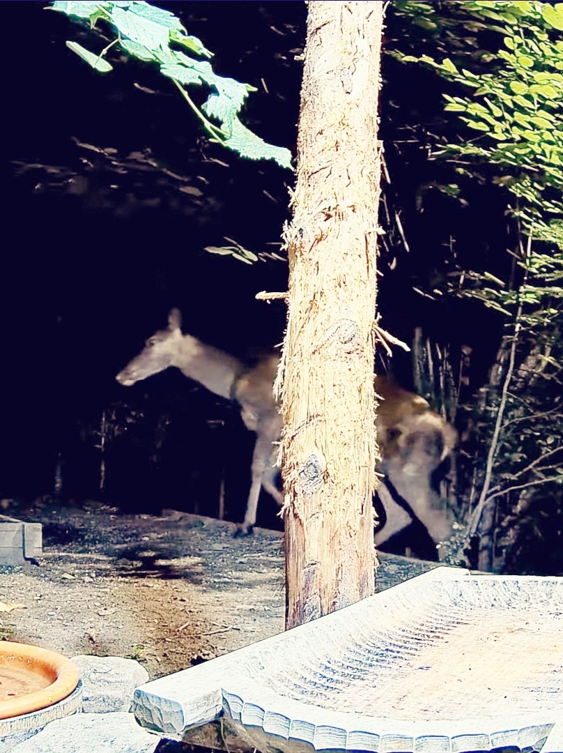 livebirdspoland_499b78d11e488ef59b21efb1a3c59e88.jpg
