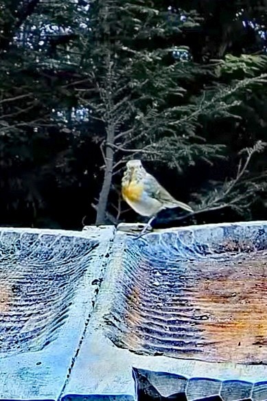 livebirdspoland_539ecc38464a81dfd7243d7dd981438b.jpg