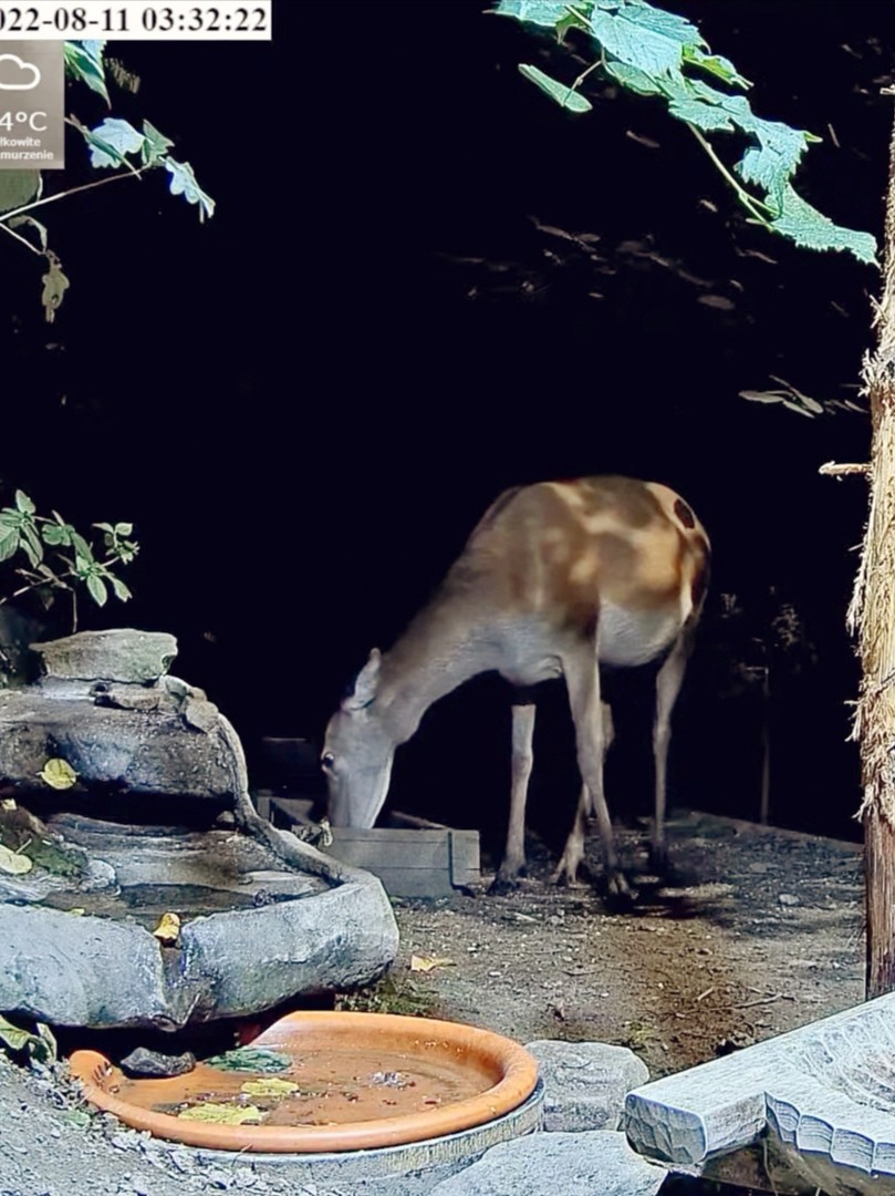 livebirdspoland_0463f46c96dff12705551e1f98af2bfe.jpg