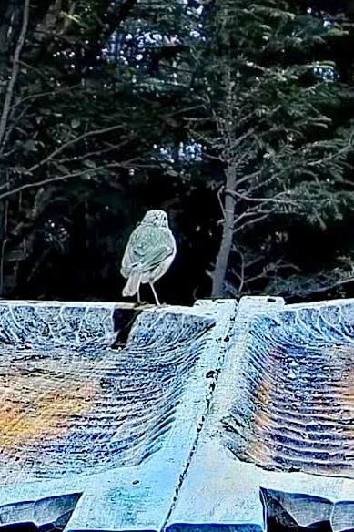 livebirdspoland_4085a1b4584f8f557dc898a7c172d2df.jpg
