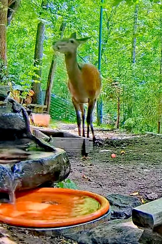 livebirdspoland_29b15f7c41fc4bdae19f0a78251020b5.jpg