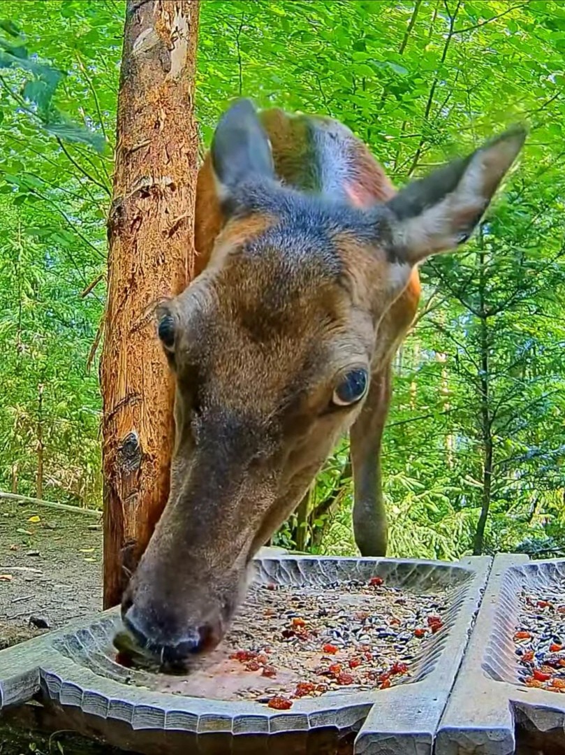 livebirdspoland_3bccd7e02f19aaca5361344491e72a6d.jpg