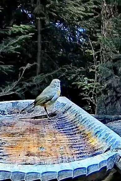 livebirdspoland_59c7f4659f89d1d516a8c11e1008ed3d.jpg