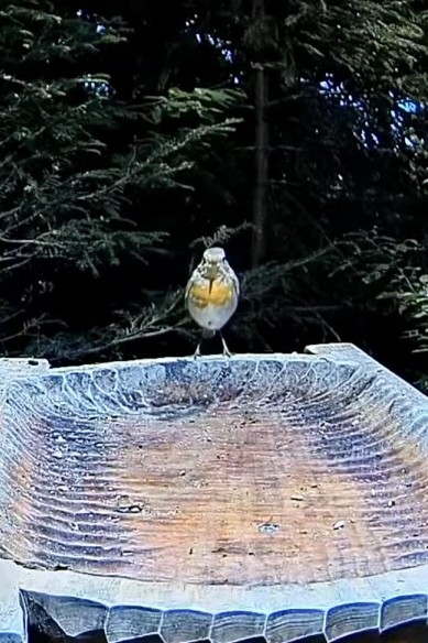livebirdspoland_86f46c160f24690714fc20498cb9282b.jpg