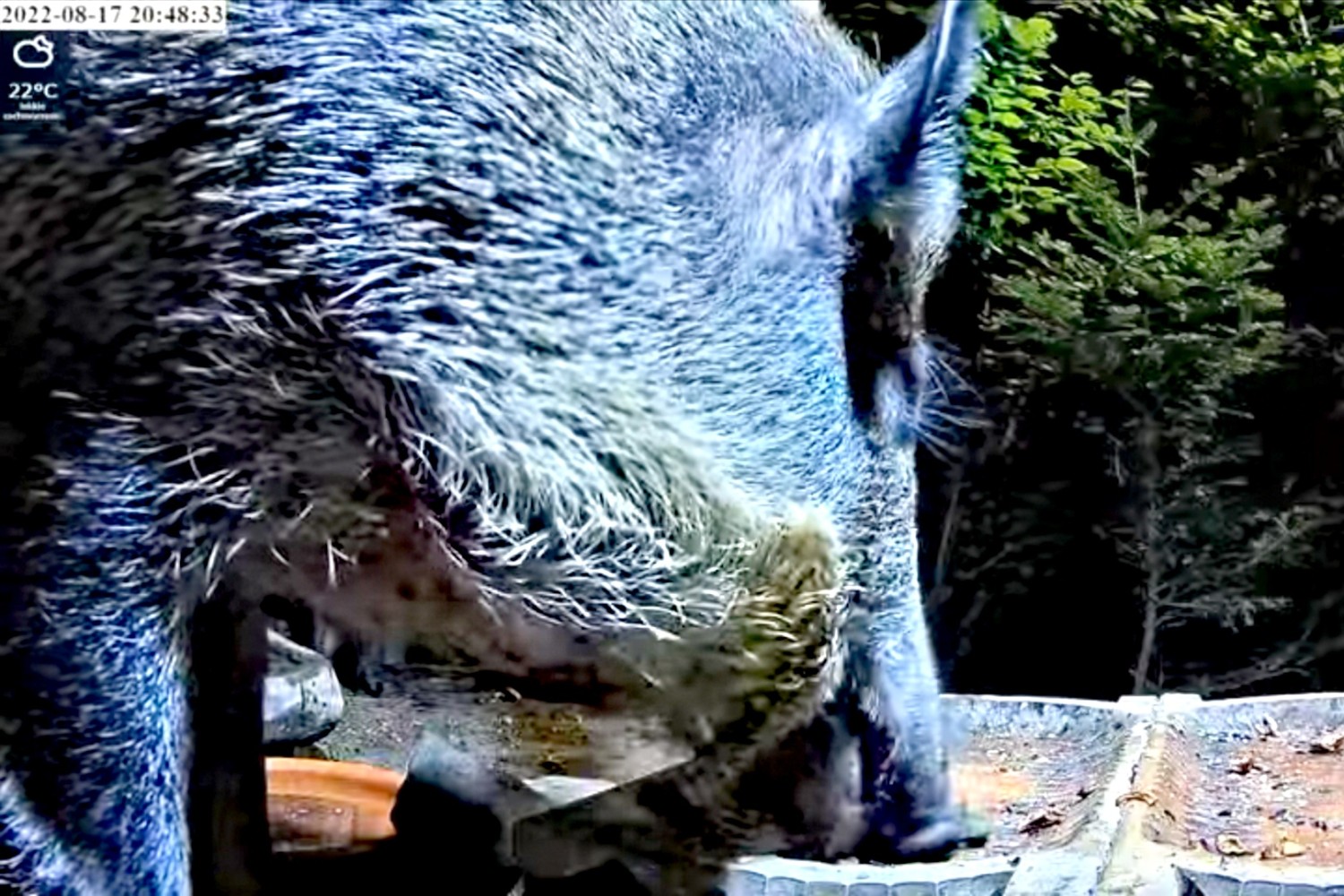 livebirdspoland_5860e14e7d6a8a81f2538fe9c4f0f12b.jpg