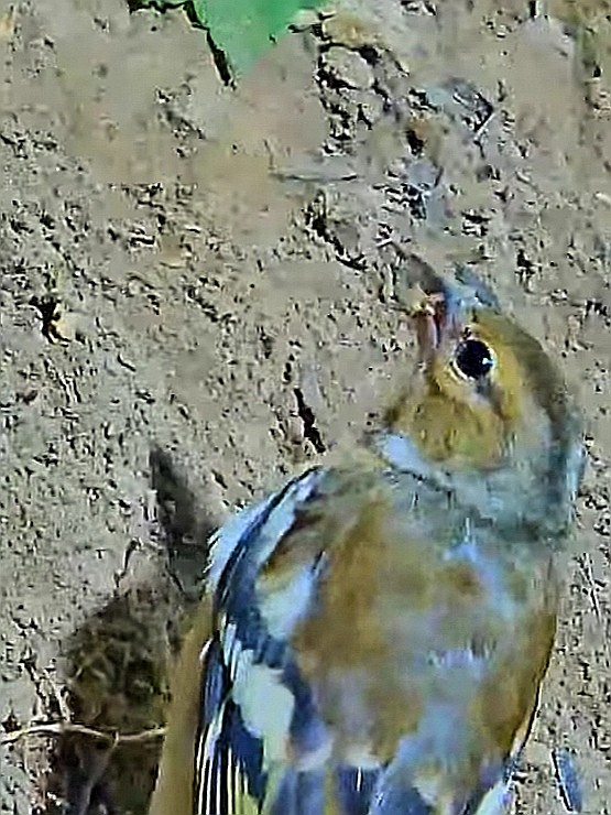 livebirdspoland_10a1343e22b2a5909dde09fb1f1b443c.jpg