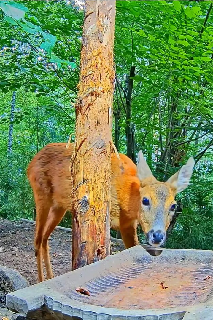 livebirdspoland_94912d853265c9ddcd7815ff0f63083a.jpg