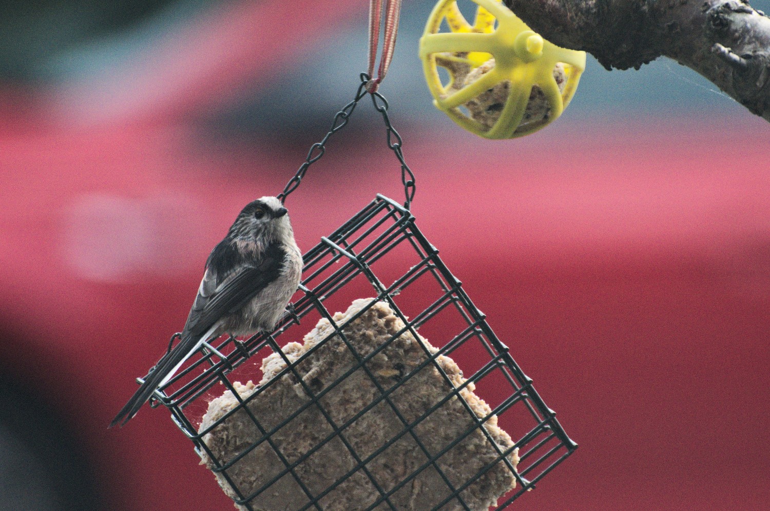 livebirdspoland_0f80dd0115fc9b8cb62eb2e2276bf3f7.jpg