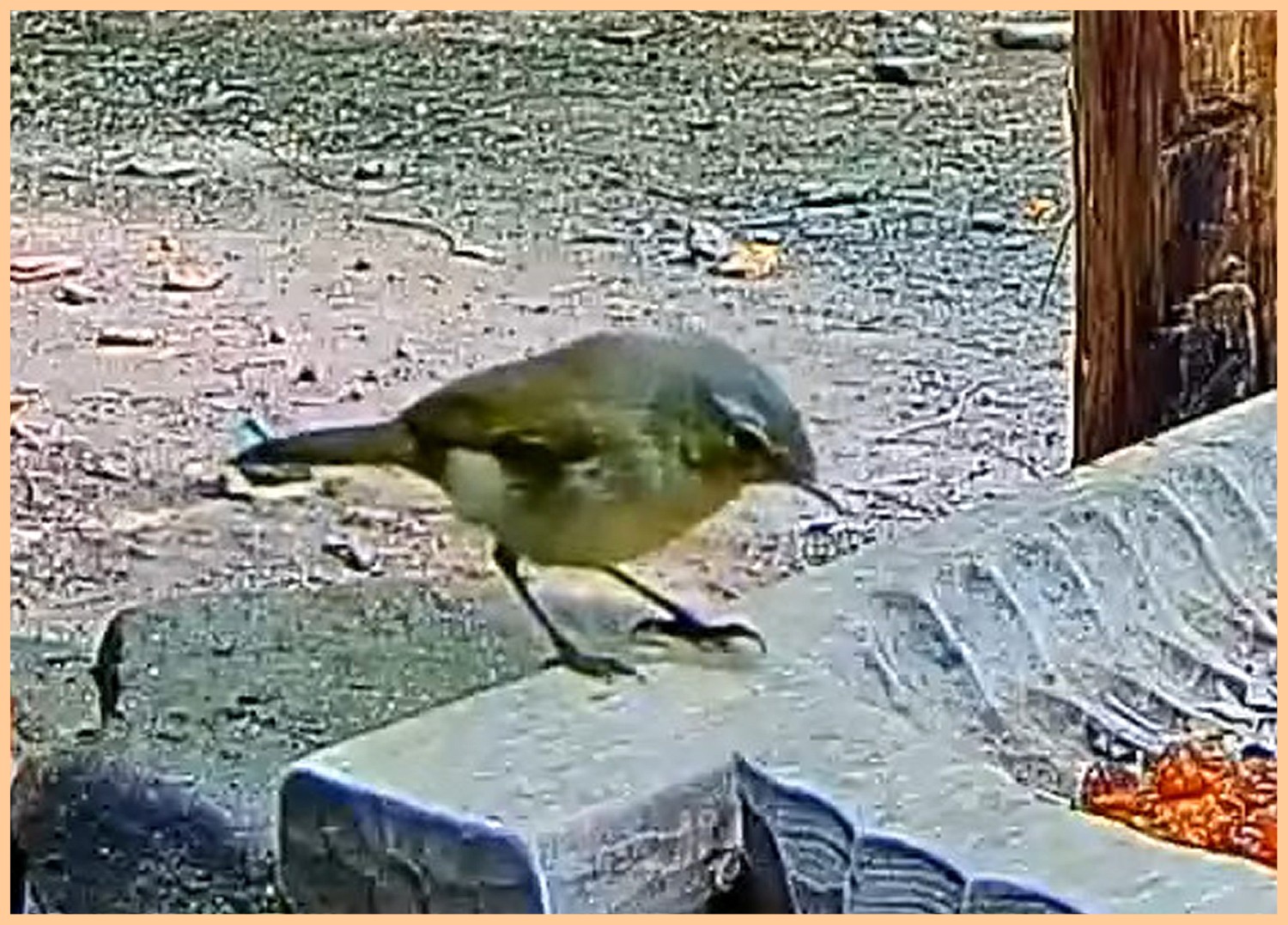 livebirdspoland_a0b85373c71cfc2ec2eb7a13830e8f0f.jpg