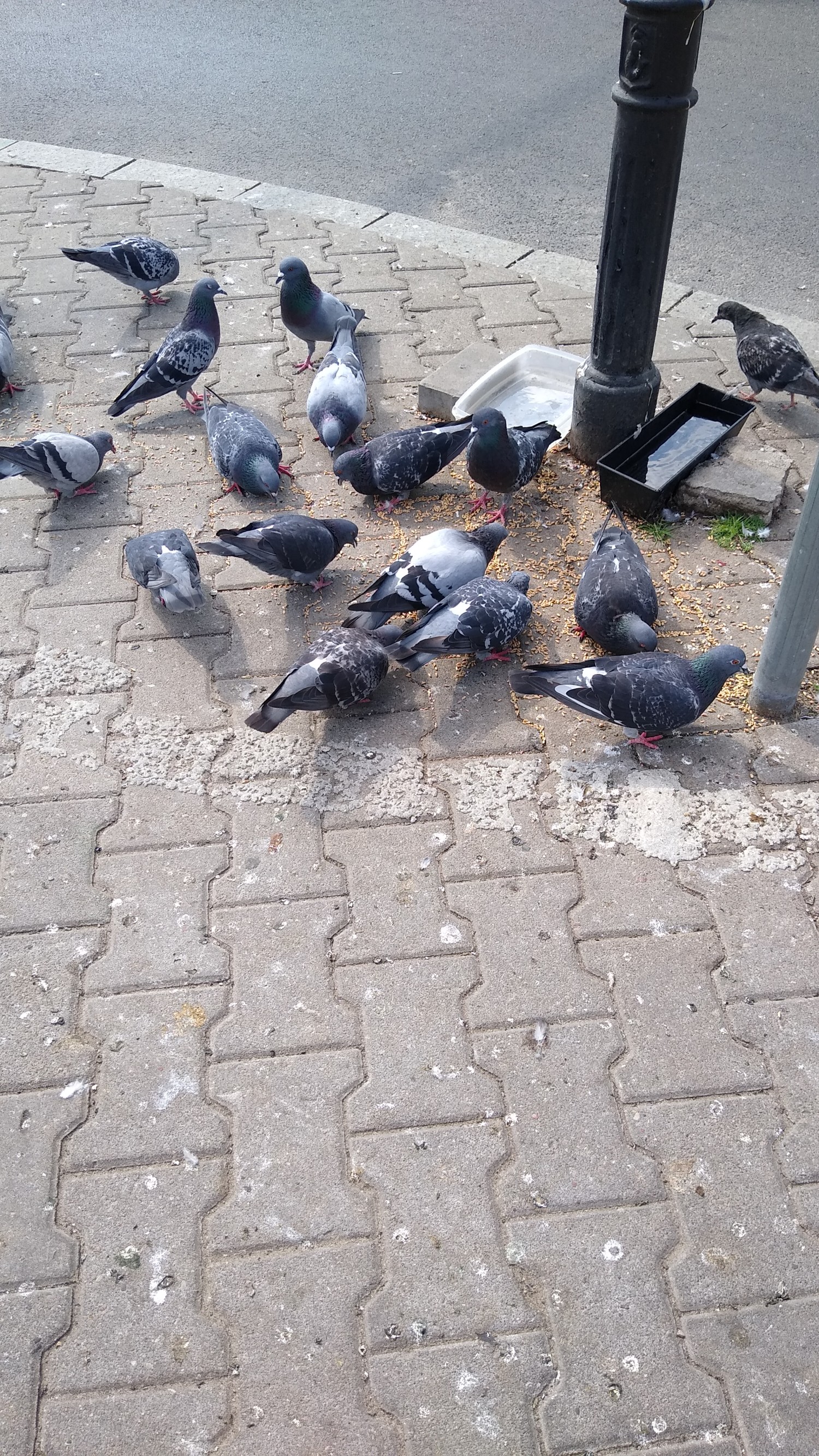 livebirdspoland_1b5c25f0c146957dad09ef68a9e98ba9.jpg
