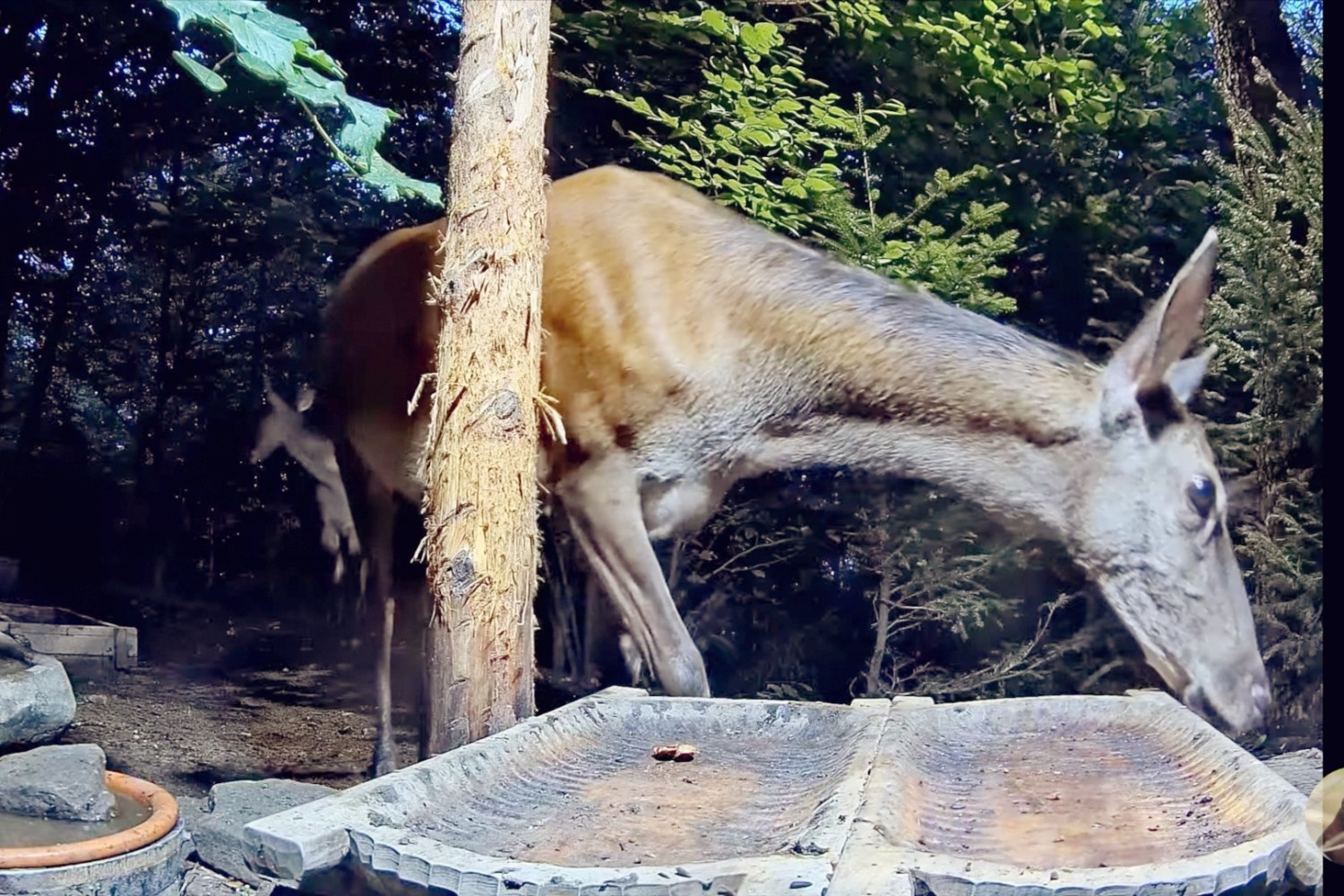 livebirdspoland_295d104a2b91f220316aaf2fbec489db.jpg