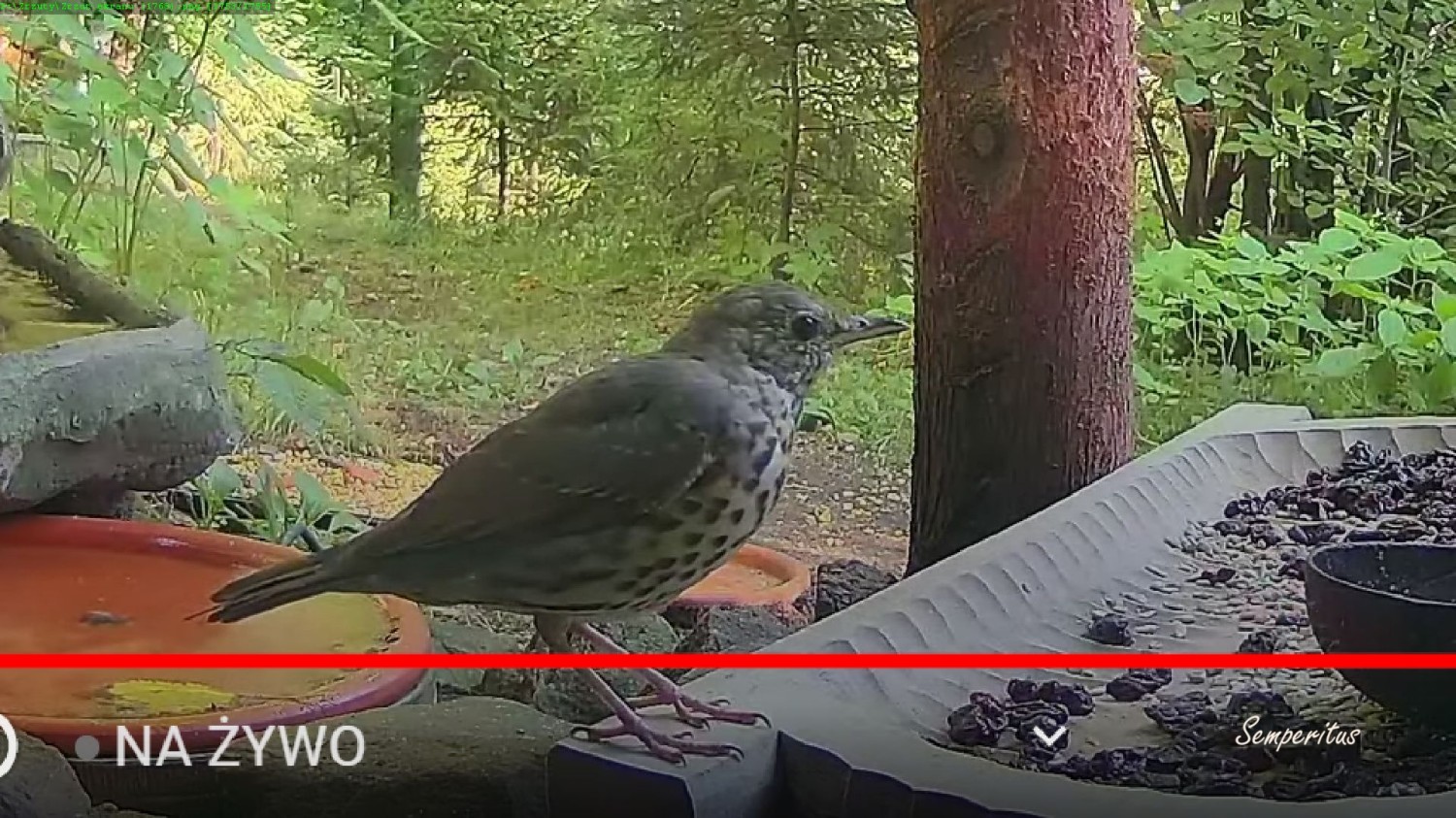 livebirdspoland_10aa7ce91eae6621b5baff90cb8bd283.jpg