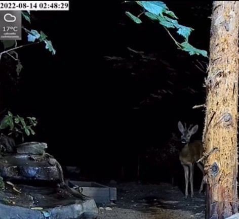 livebirdspoland_197e96265f50b05518c768439887e8c1.jpg