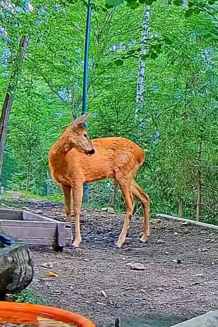 livebirdspoland_7dc1ba9832581044ddeb2c9784d6f1fa.jpg