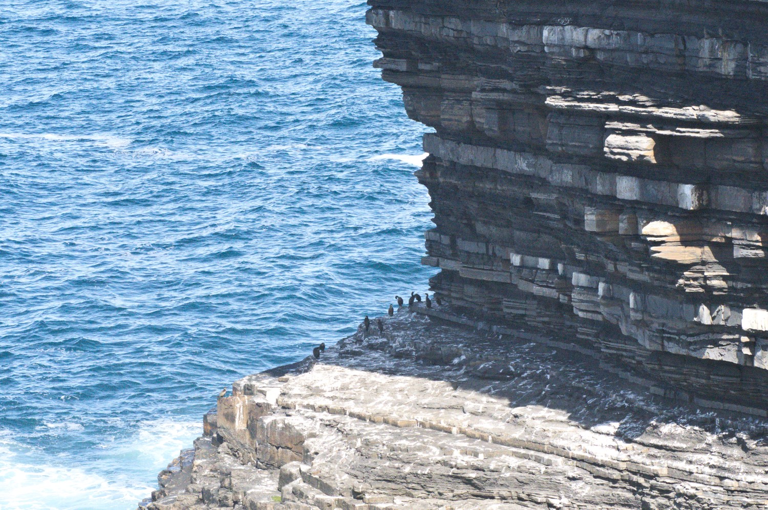 livebirdspoland_2a95af25e640f57acd94d8dc37188c52.jpg