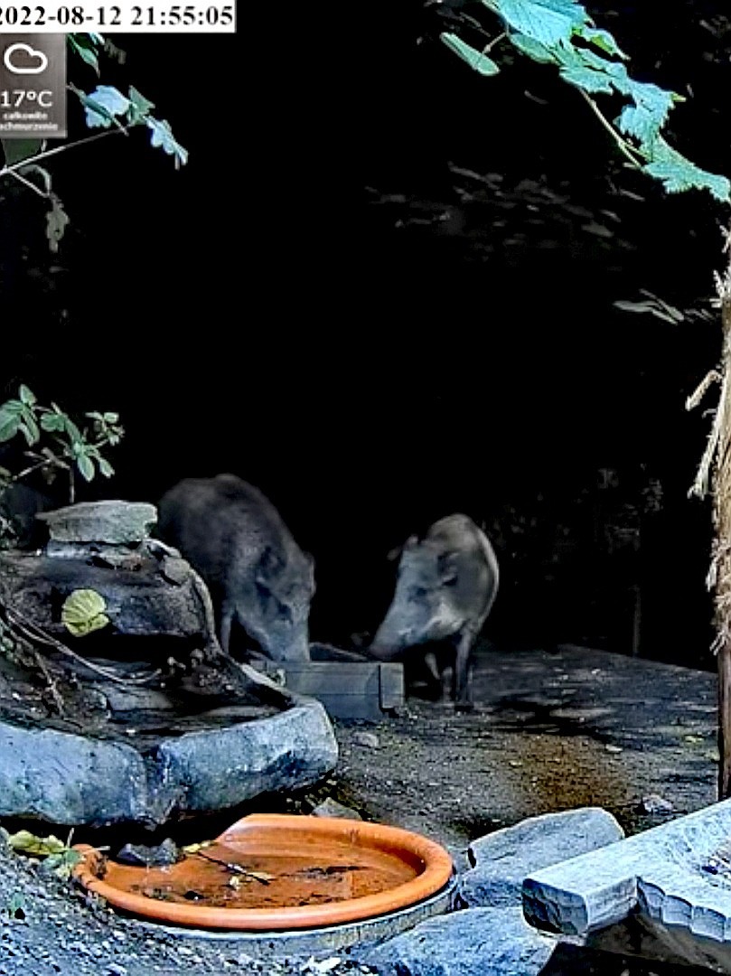 livebirdspoland_e61d5f698495c03986f3ec866df7a802.jpg