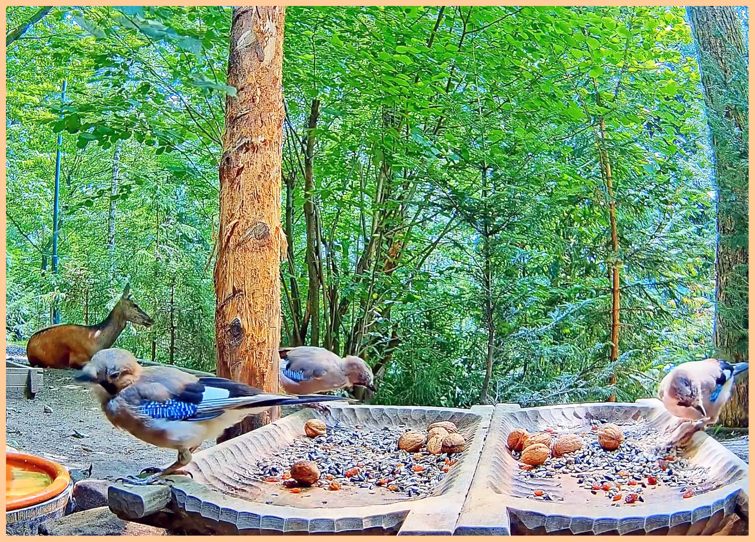 livebirdspoland_190388dcf2689b050969597e60134d24.jpg
