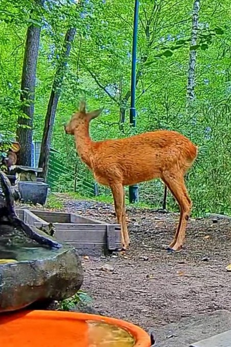 livebirdspoland_e086bcc0d4a9ceb79eedd5184f1a0567.jpg