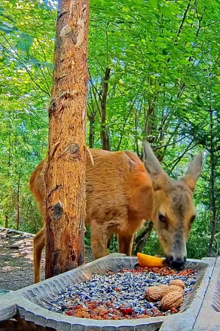 livebirdspoland_c888d0d3698aa2cd54b00e457c6661bc.jpg