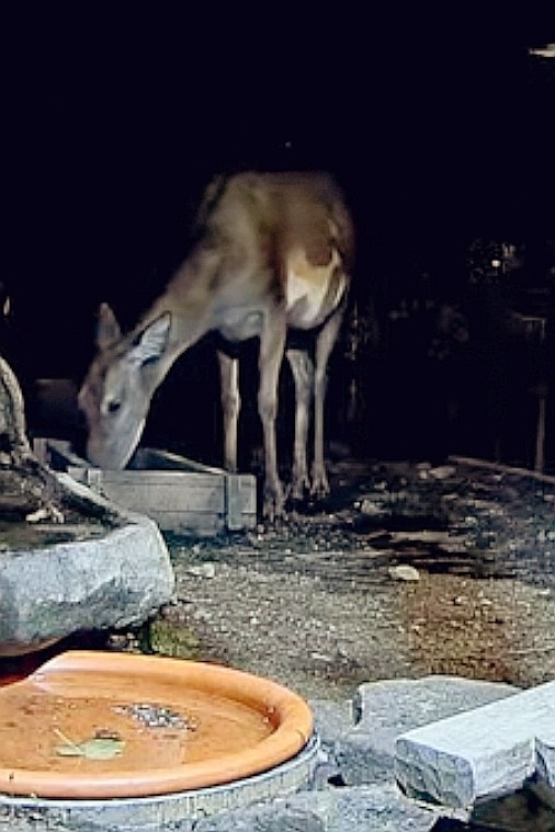 livebirdspoland_9f52e88a3c3871ff2e420d94a351826b.jpg