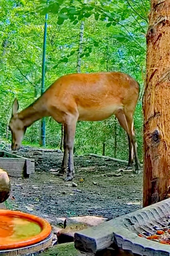 livebirdspoland_93bc765a5625d0a4899cb1a99eec1ca2.jpg