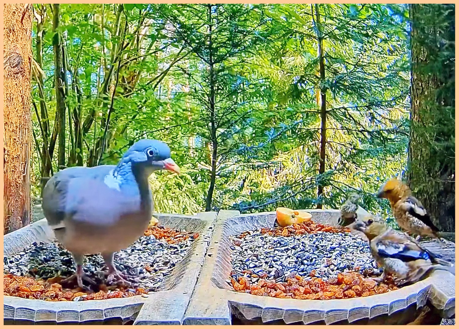 livebirdspoland_c370c970dfb22ff968ece231eb95c0c0.jpg