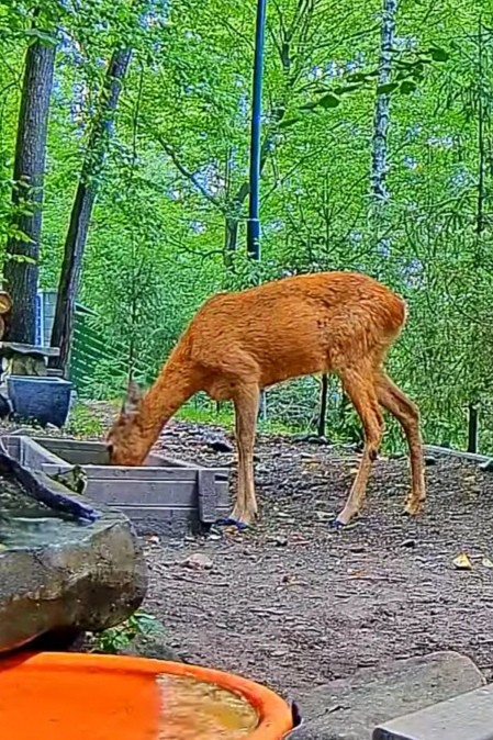 livebirdspoland_978782ebdbb4efecc51d684d9efb31f0.jpg