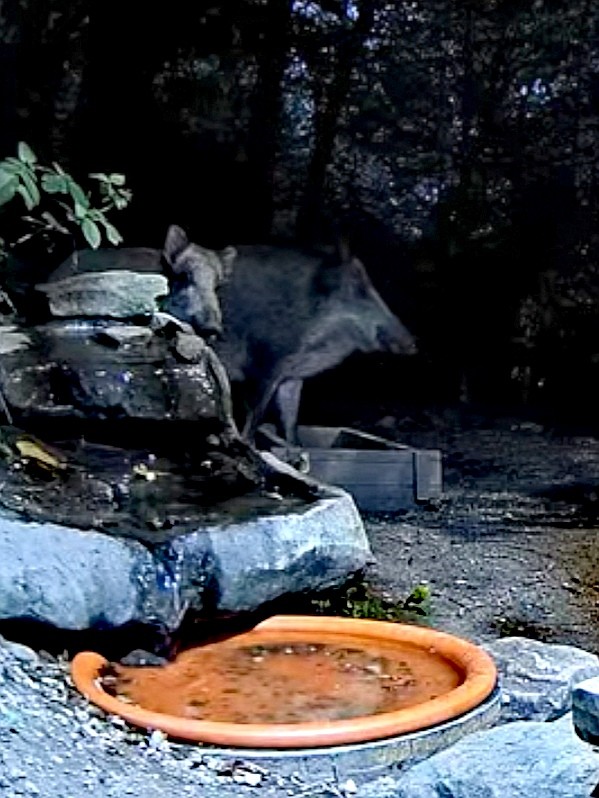 livebirdspoland_c2dbda4c22f427e59d81806021f098f7.jpg