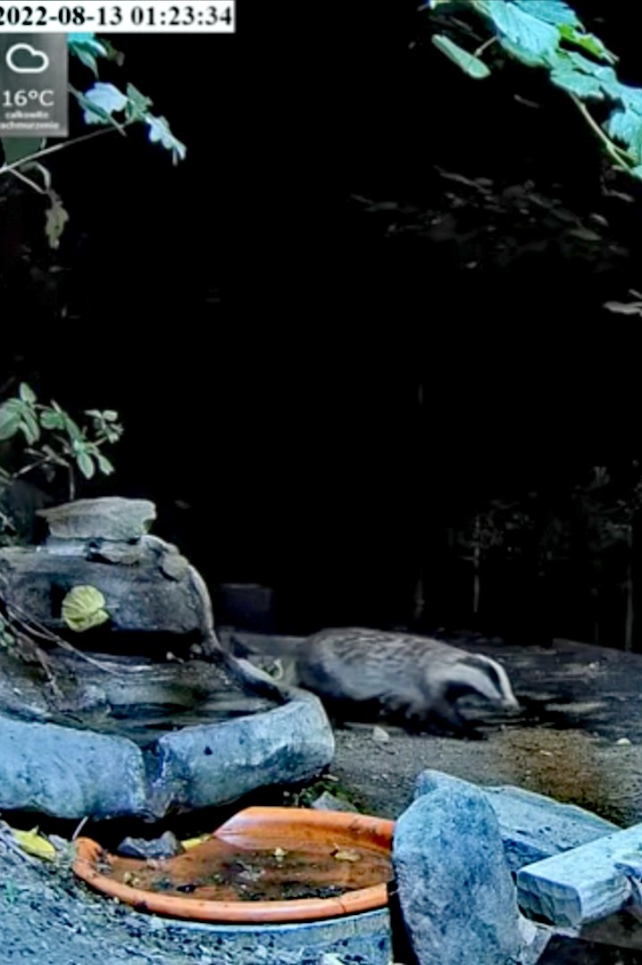 livebirdspoland_0952717e146014be81b2da8a0d27100f.jpg