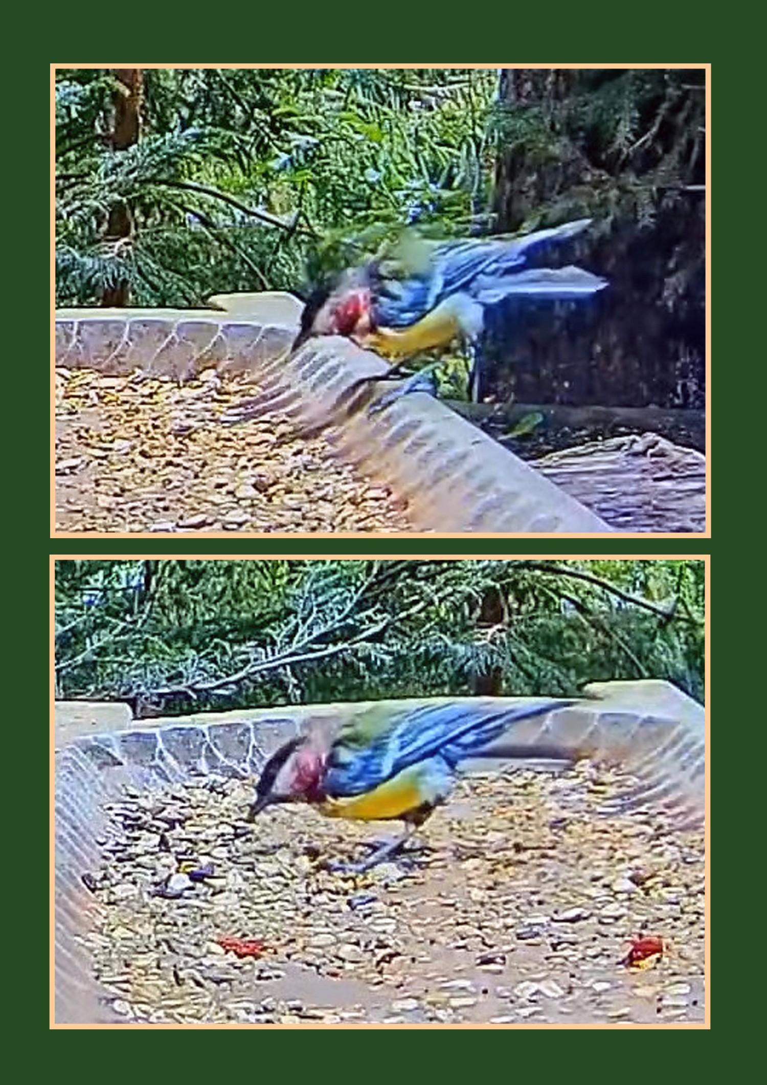 livebirdspoland_6bda07e7895ce5a5b0e6b91ae90ff9e8.jpg