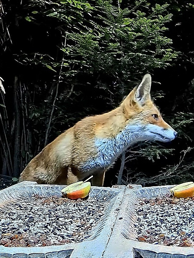 livebirdspoland_27298b9c2cf521732018417d6d961e70.jpg