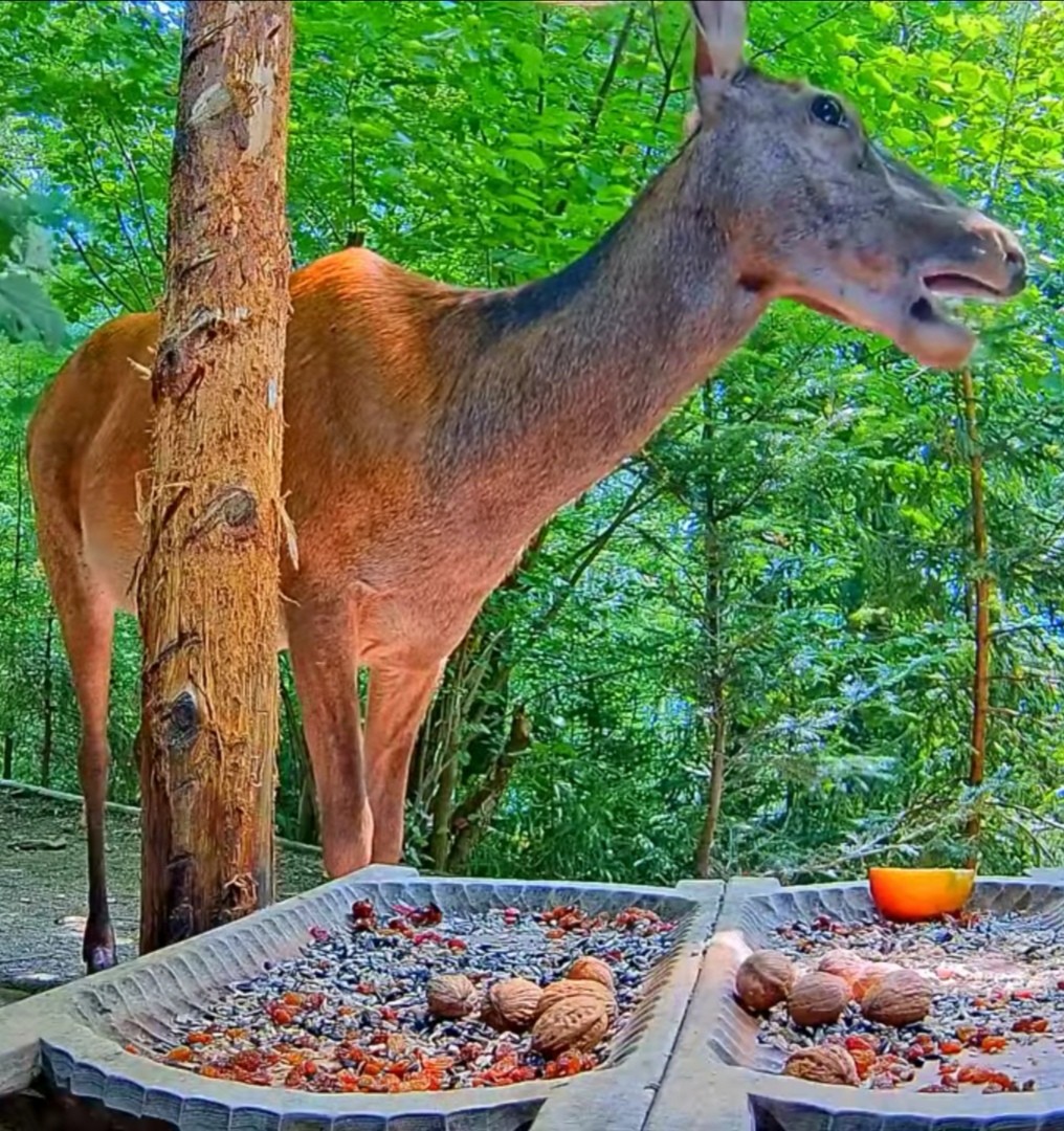 livebirdspoland_94b022fc4bd8e2a13eb663fa6883aacd.jpg