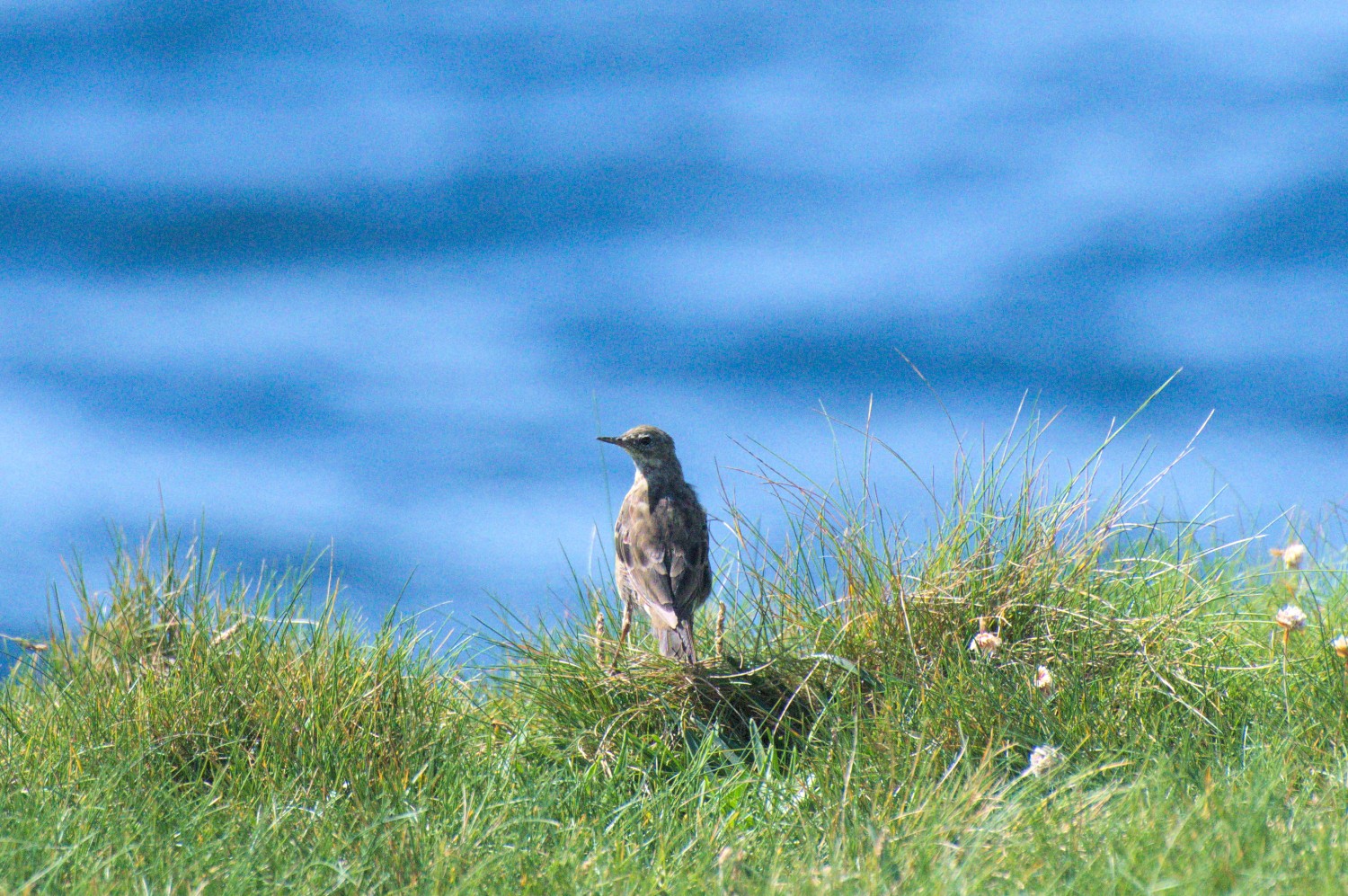livebirdspoland_fcc3353296c3e9dd6b3766ecc3876817.jpg