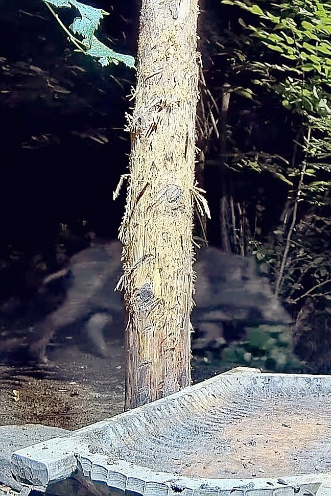 livebirdspoland_a87bef0de3eb015c8489e70be819c6e2.jpg