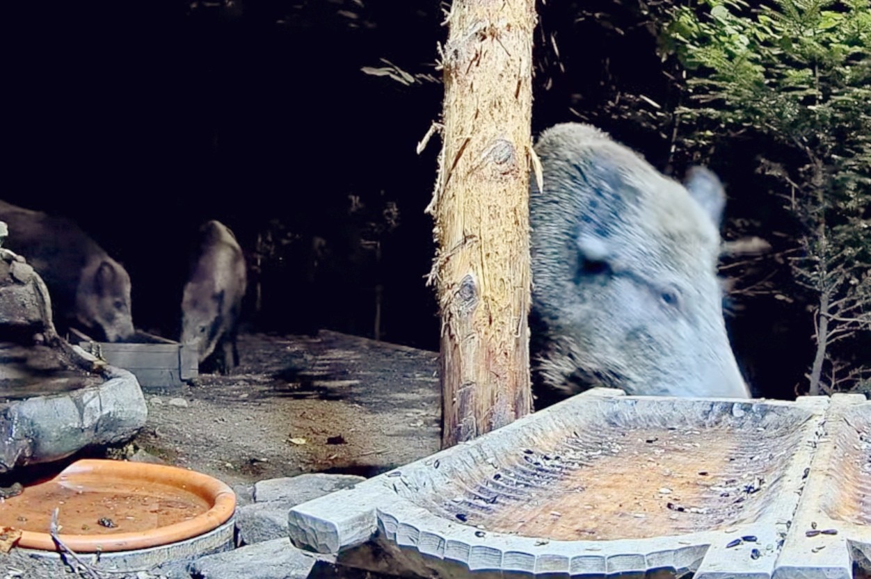 livebirdspoland_66c88ac172e48a7495785341ea0b197c.jpg