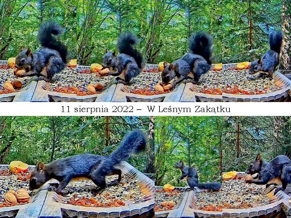 livebirdspoland_85db7d9aae2555f7586f61b5c52929b4.jpg