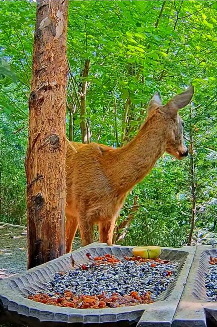 livebirdspoland_133cb9b74e9997e1e73efad997d6c0e5.jpg