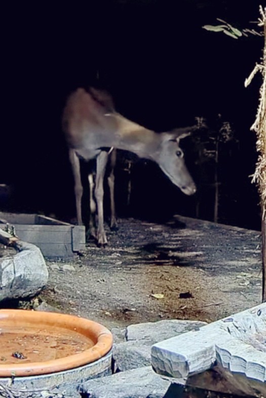 livebirdspoland_550198227d9deddbdc8583860a13b4e8.jpg