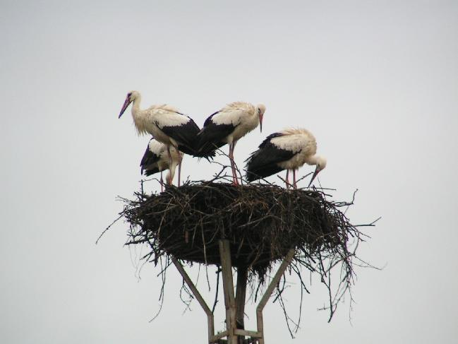 livebirdspoland_e84db85c10661e0a409dd93ef8a12fa0.png