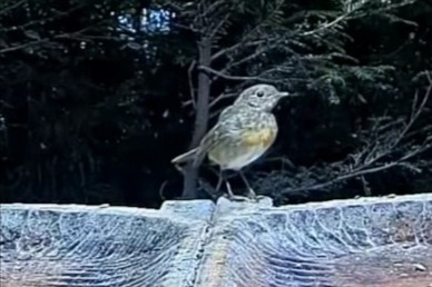 livebirdspoland_9f60aa9e56a46d957cd067956d99e63a.jpg