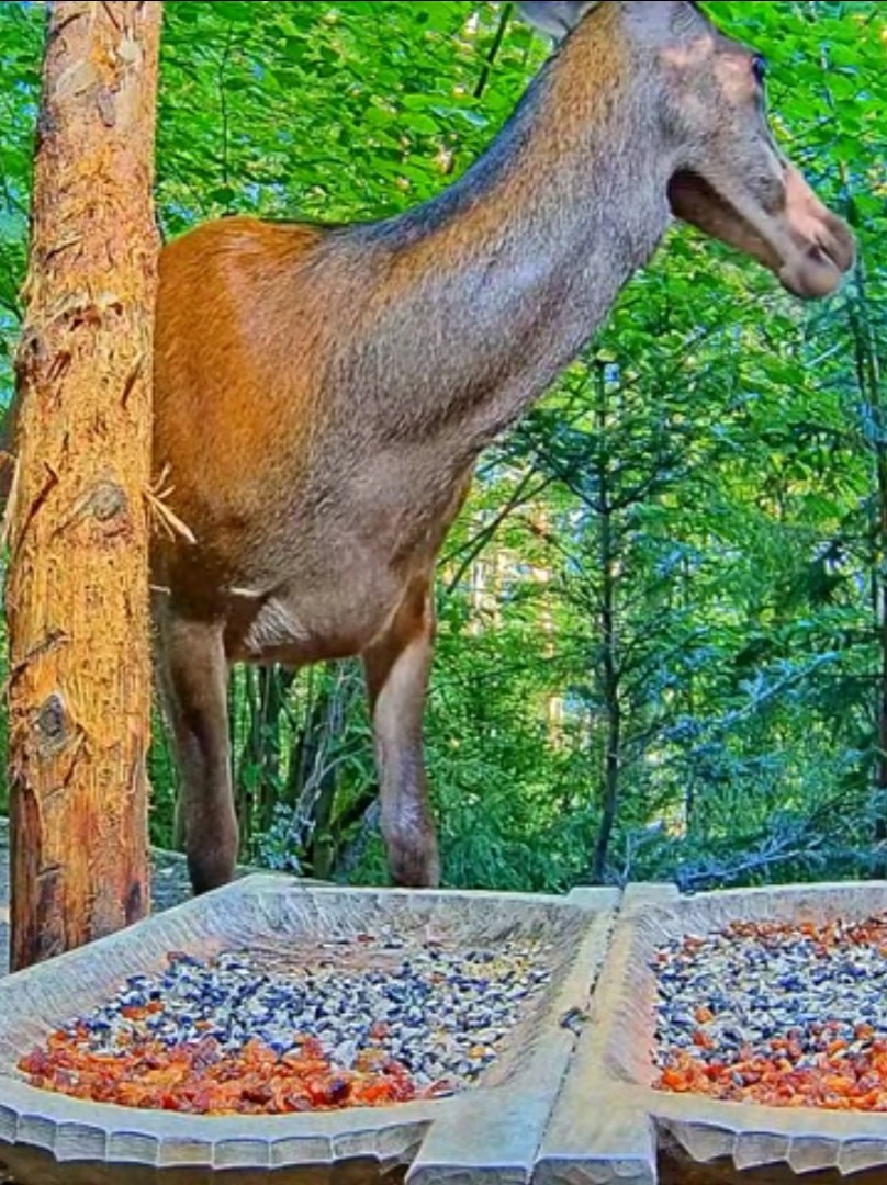 livebirdspoland_650bce6117d22d12a38cee2656af1a4b.jpg