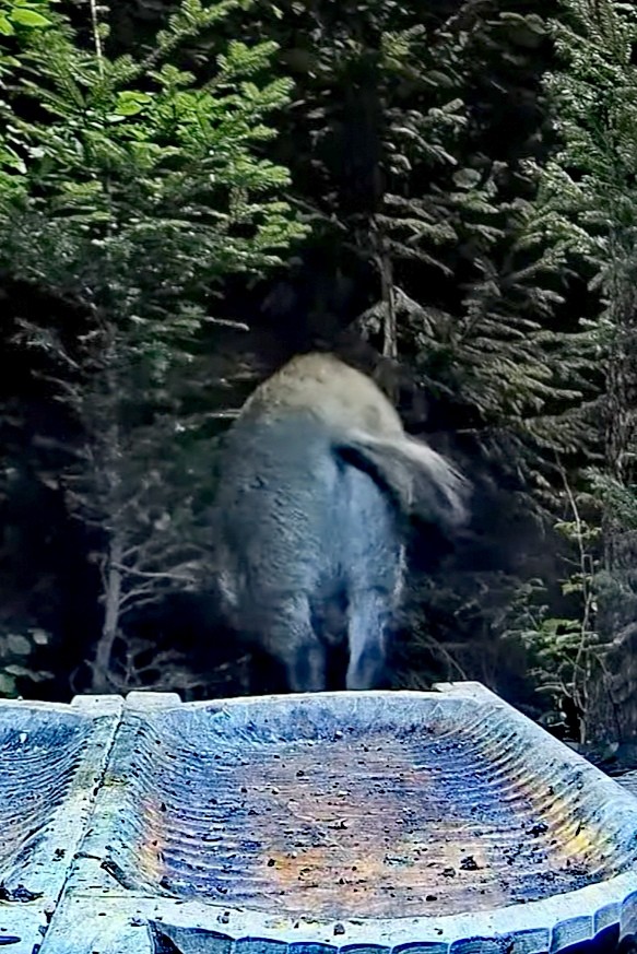 livebirdspoland_2e069c6643ec87846faa99fc69e1b9de.jpg