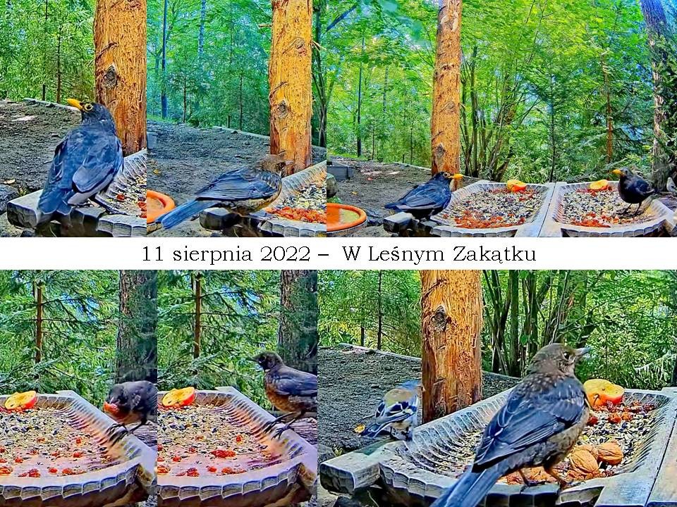 livebirdspoland_049c4cbf3decd8e7ba035d33469b344e.jpg