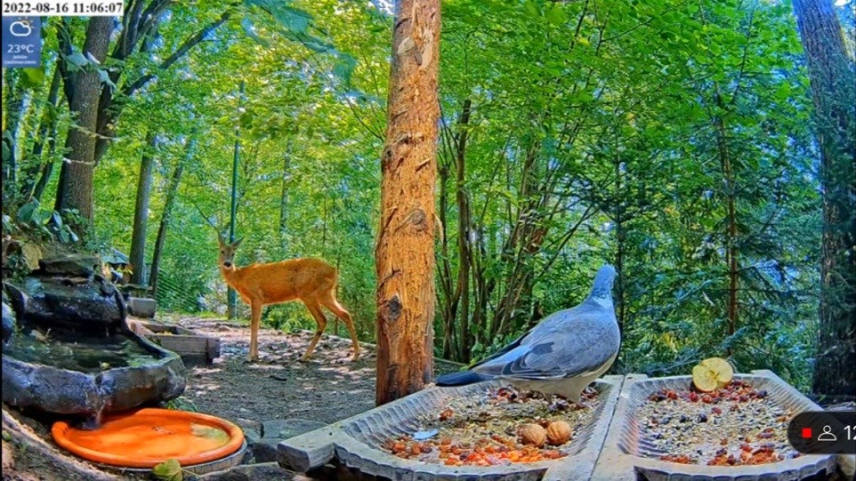 livebirdspoland_c726337b82090ab197d7a3c517b9dd47.jpg