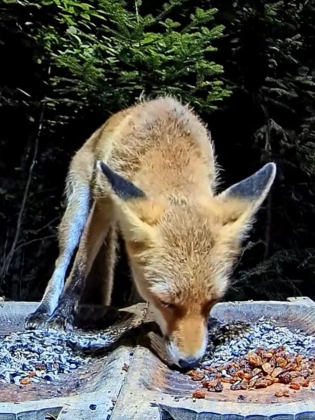 livebirdspoland_17122fe9f50a92e6b8a67518c7c5e520.jpg