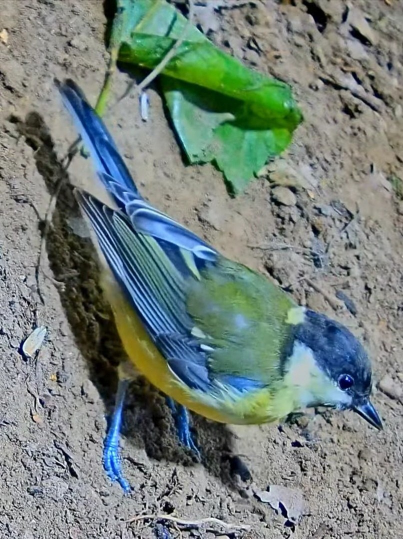 livebirdspoland_4a063be16e68838981e8cb81281ff2b0.jpg