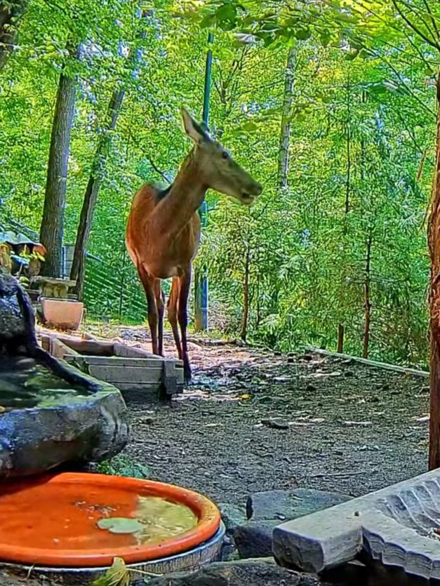 livebirdspoland_946589551ffb16b805153795a3789012.jpg
