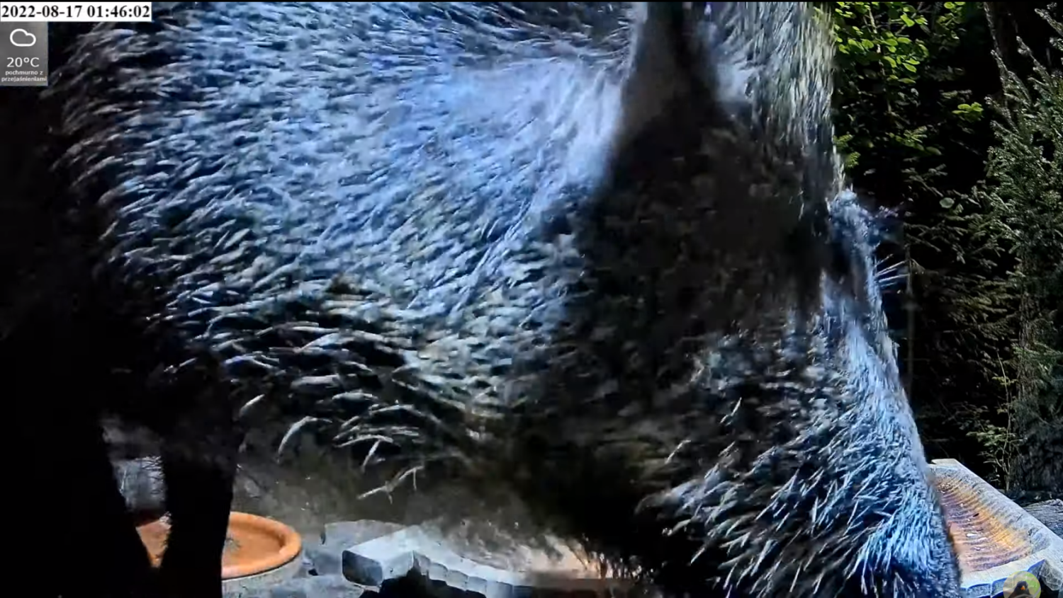 livebirdspoland_8d8a9ffc76364a535a96a8731974f4d3.png