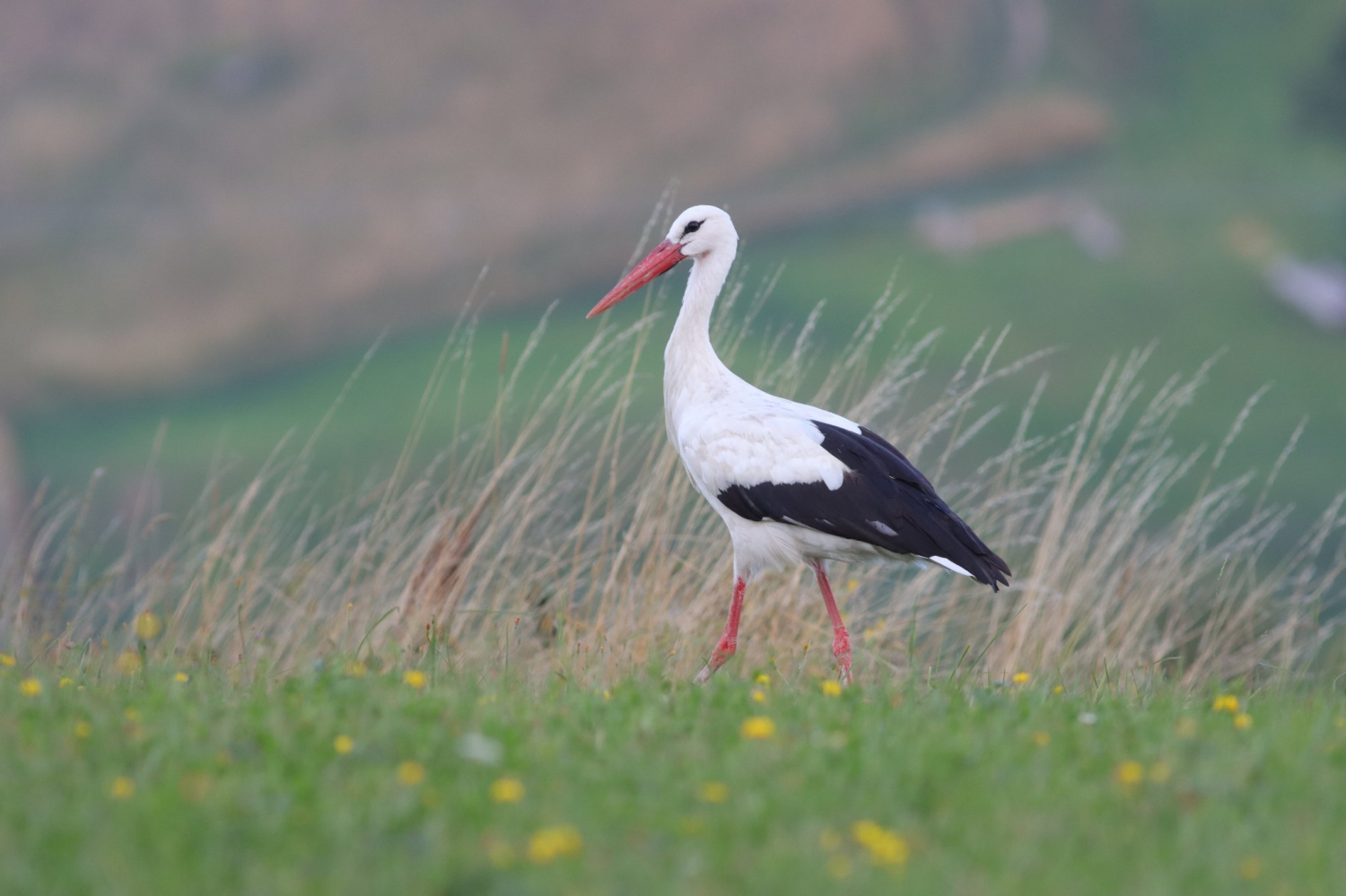 livebirdspoland_dd58457ba98f145ddda79d1ac0bc7dc1.png